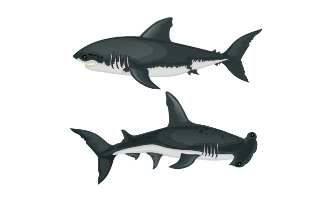 鲨鱼物种图标彩色卡通素描