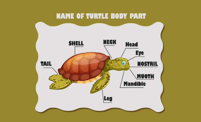 乌龟身体部位名称标注卡通元素